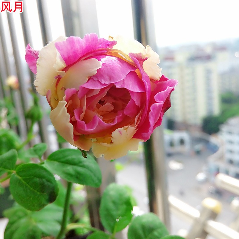 日月风季花苗双色玫瑰