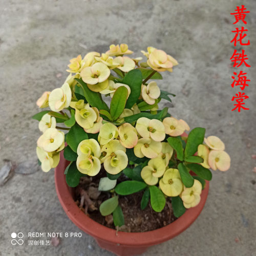 中花黄色虎刺梅铁海棠