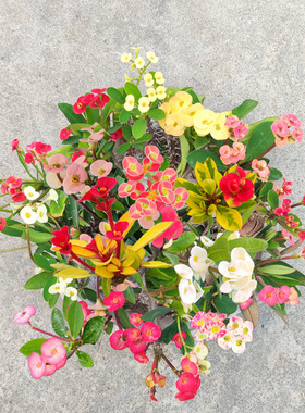 小叶小花虎刺梅盆栽无刺铁海棠黄色粉色耐热耐旱花卉稀有新品种