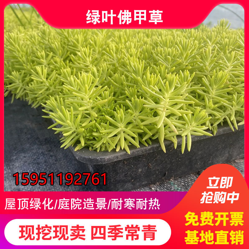 金叶佛甲草盆栽黄金万年草庭院屋顶绿化草皮多年生观叶绿地被植物