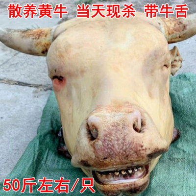 新鲜现杀生牛头火烧去毛黄牛牛头宴专用冷冻后发货50斤左右带牛舌