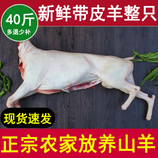 40斤整只新鲜带皮山羊白条羊全羊酮体农家放养羊排羊前后腿无羊杂