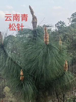 云南新鲜松针茶马尾松二针松叶酵素无糖全松茶松针整枝整捆发货