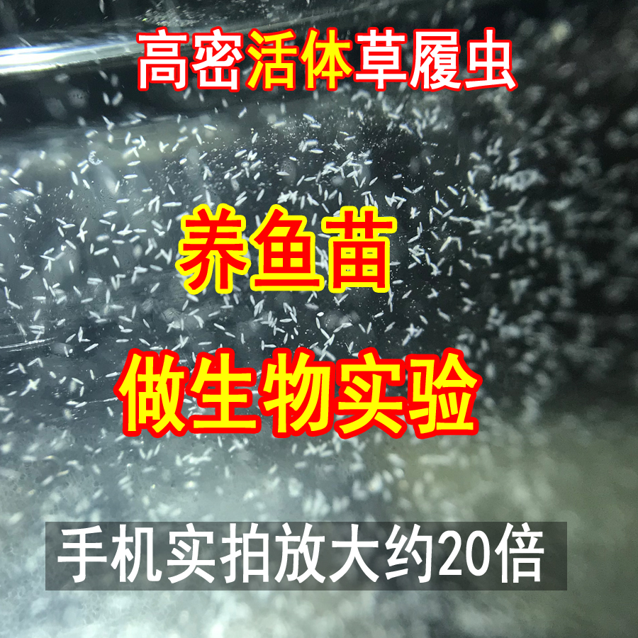 鱼苗开口粮高密度草履虫回洄水生物实验材料小鱼苗饲料-封面