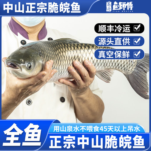 山泉水吊水中山脆肉鲩