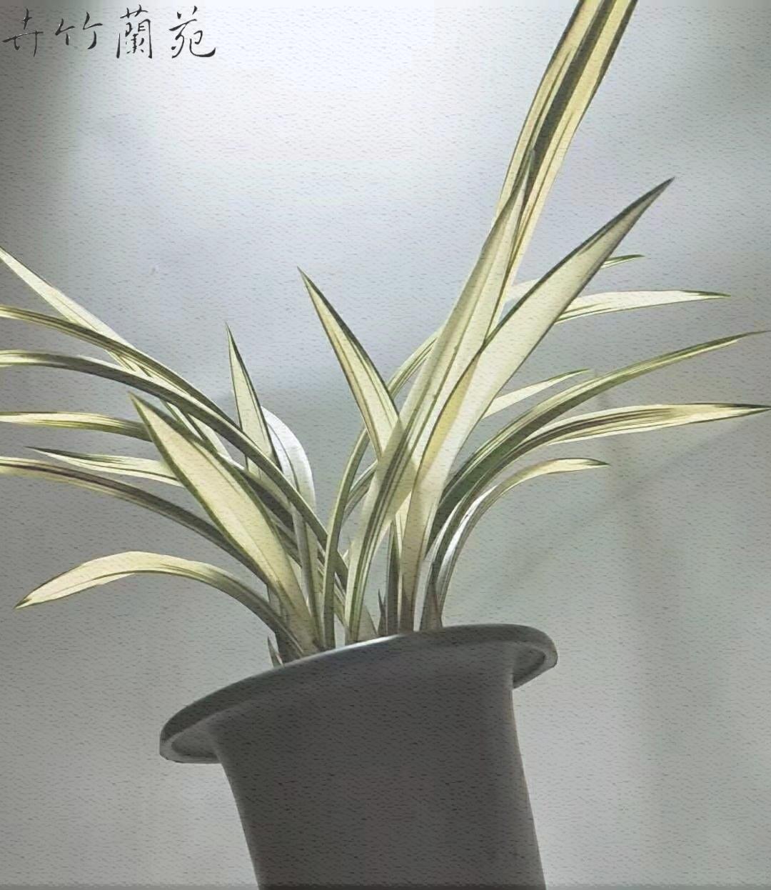 卉竹兰苑墨兰线艺兰花苗墨兰报岁兰五星级白玉堂花卉绿植盆y