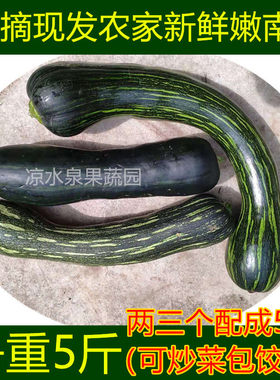倭瓜农家嫩南瓜嫩倭瓜新鲜蔬菜