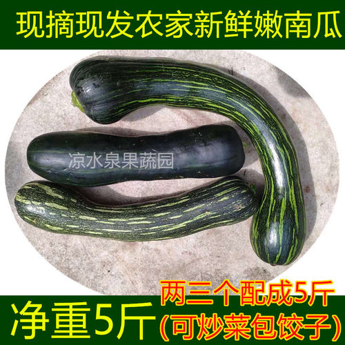 倭瓜农家嫩南瓜嫩倭瓜新鲜蔬菜