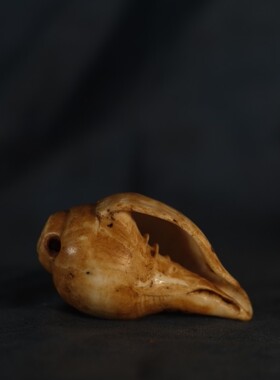 印度海螺小号佛用品品海螺八供供佛修心法器多型号可选包邮