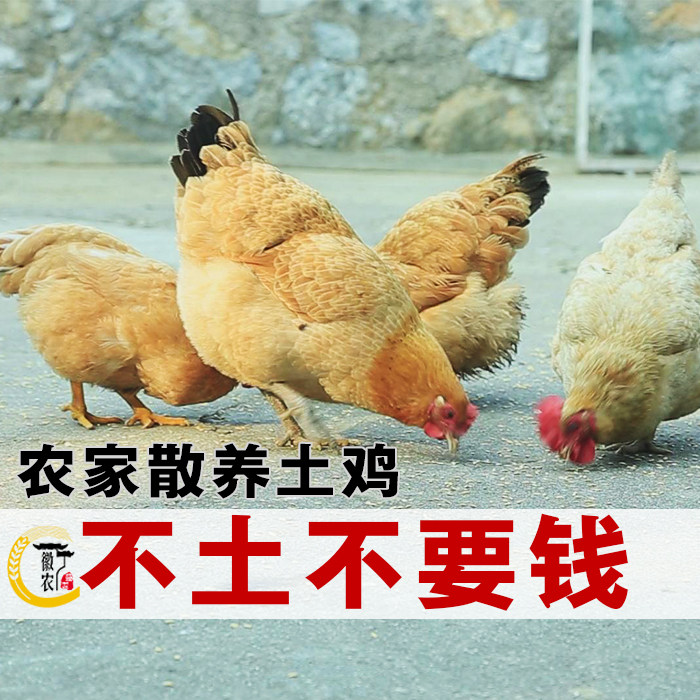 新鲜一年半皖南九华山区农村散养土鸡老母鸡本笨鸡跑山鸡煲汤