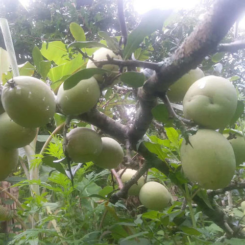 云南新款上市特产酸木瓜煮鱼调味应季酸爽孕妇泡酒新鲜水果
