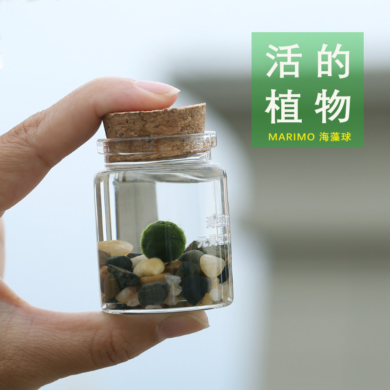 海藻球微景观生态瓶苔藓藻类水生绿植水培创意植物小摆件桌面可爱