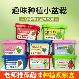 儿童种植小盆栽蔬菜种子迷你幼儿园科学观察生长植物盲盒番茄种籽