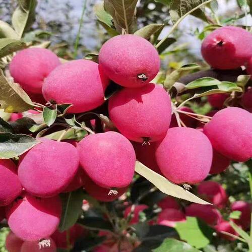 耐寒果树沙果树苗大秋当年挂果