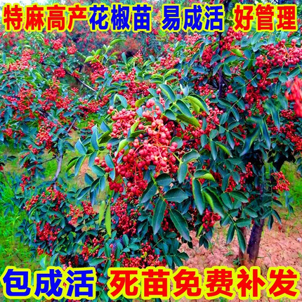 大红袍花椒树苗无刺花椒四川藤椒盆栽地栽食用当年结果花椒苗树