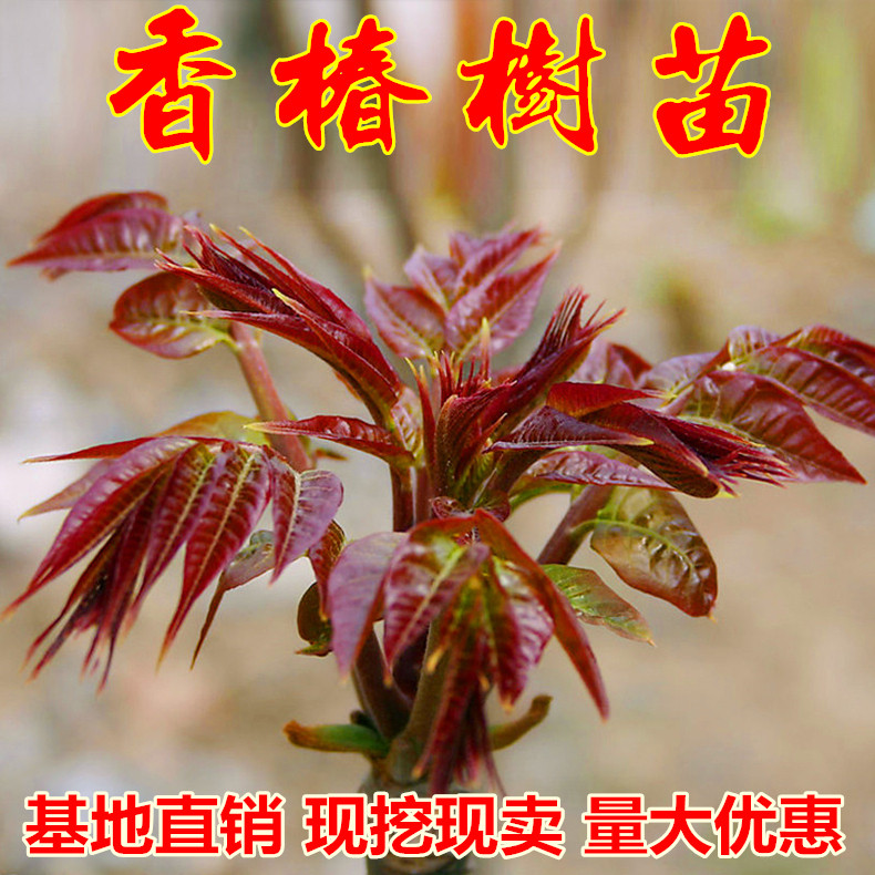 香椿树苗盆栽地栽南方种植庭院
