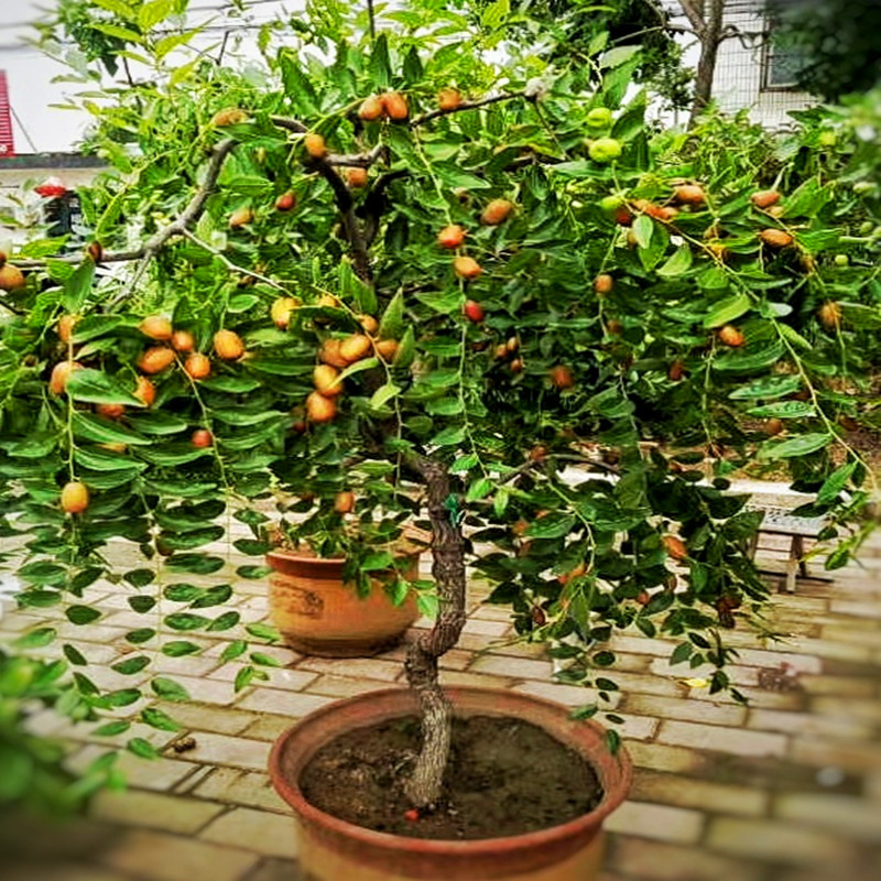 枣树苗嫁接沾化冬枣四季种植庭院