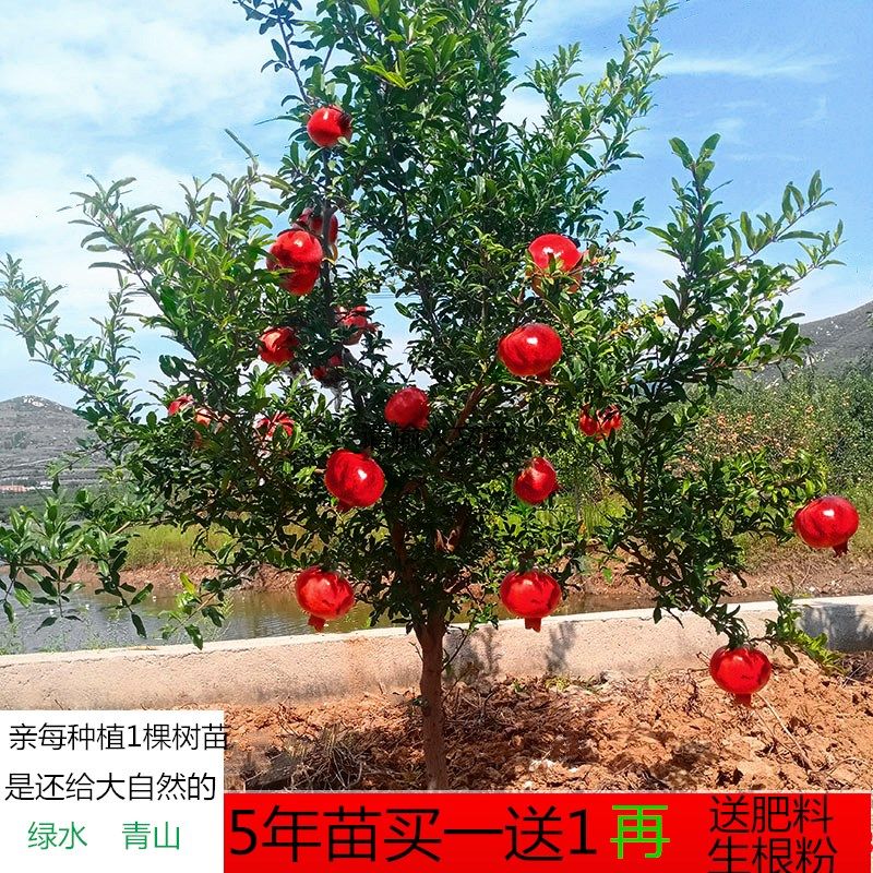 石榴树树苗突尼斯软籽特大石榴苗盆栽地栽南北方庭院种植当年结果