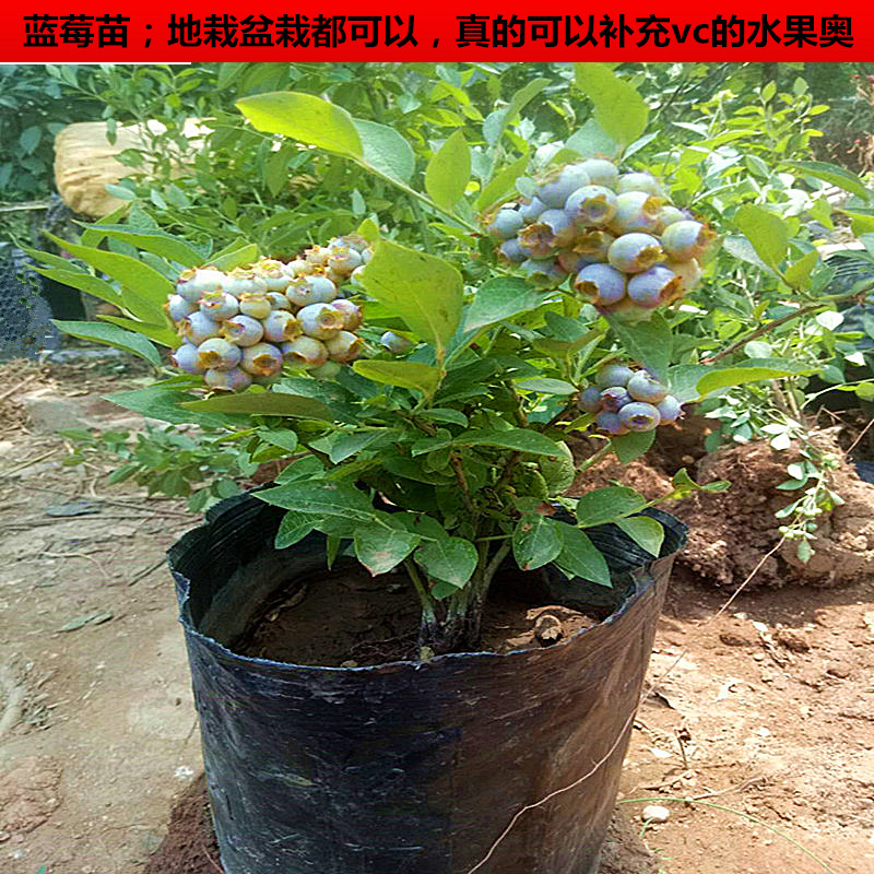蓝莓树苗特大果蓝莓苗树南北方盆栽地栽庭院室内阳台种植当年结果