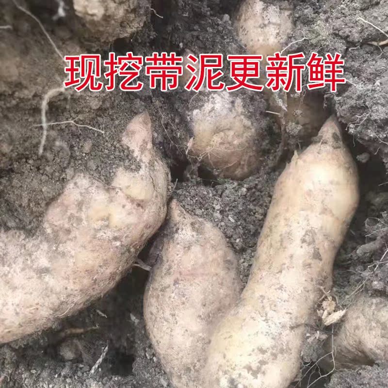 安徽大山别金寨新鲜现挖天麻