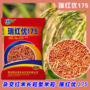 红米水稻种子瑞红优175长粒矮杆特色红米水稻种子1斤装