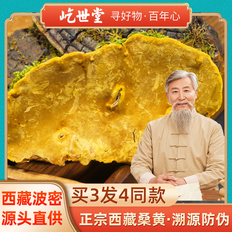 西藏桑黄灵芝菌正品非长白山野生非暴马桑黄整支灵芝送枸杞茶