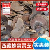 蜂窝灵芝毛蜂窝孔菌龙眼树菌整支灵芝500克非特级野生
