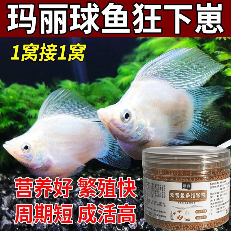 玛丽皮球鱼爆满缸繁殖快下崽多专用鱼粮高蛋白营养促长防惊吓饲料