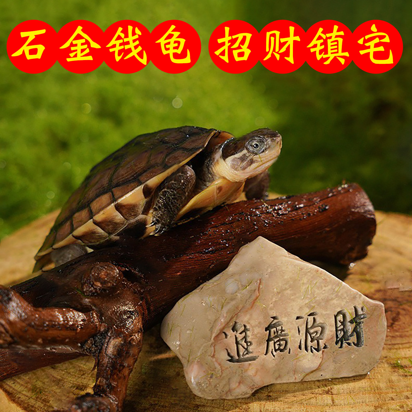 纯种石金钱龟招财风水长寿南石龟石金钱龟宠物观赏龟龟小乌龟活物