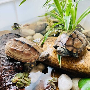 中华草龟认主大乌龟活物纯种一公一母可下蛋好养活易存活适合家养