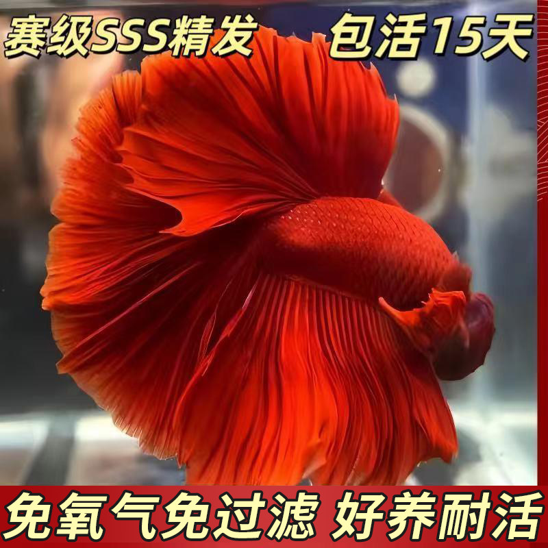 泰国斗鱼大号网红款sss级大红袍一公一母可繁殖生命力强的鱼