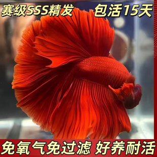 泰国斗鱼大号网红款sss级大红袍一公一母可繁殖生命力强的鱼