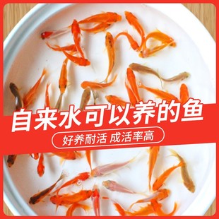 草金鱼活鱼苗锦鲤淡水小金鱼红招财冷水小型耐活活体生命力强的鱼