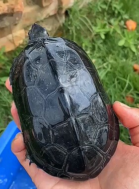 墨龟苗活体纯种全黑顶墨龟活物黑腹养殖户中华草龟冷水镇宅长寿龟
