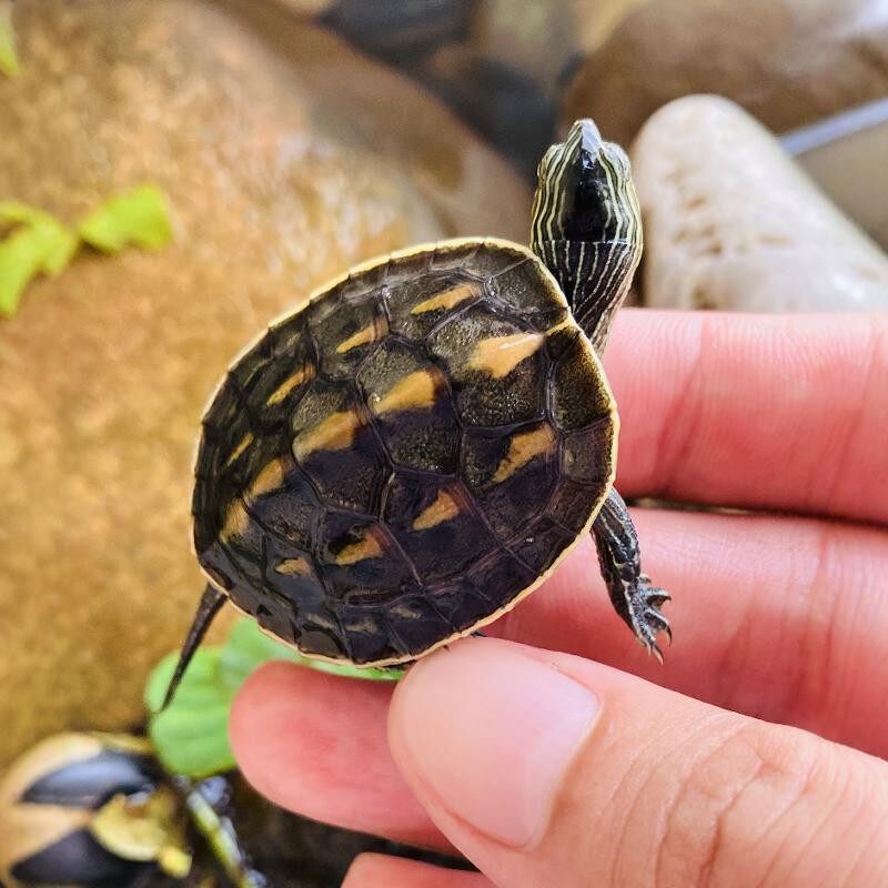 中华花龟活体珍珠龟小乌龟苗一公一母认主适合家养的易存活不咬人
