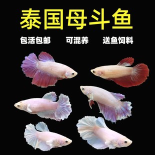 泰国半月母斗鱼活体热带鱼可混养爆卵小型抱卵可繁殖生命力强的鱼