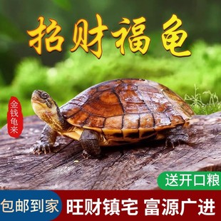 石金钱龟南石风水龟长寿会认主小乌龟活物适合家养的乌龟