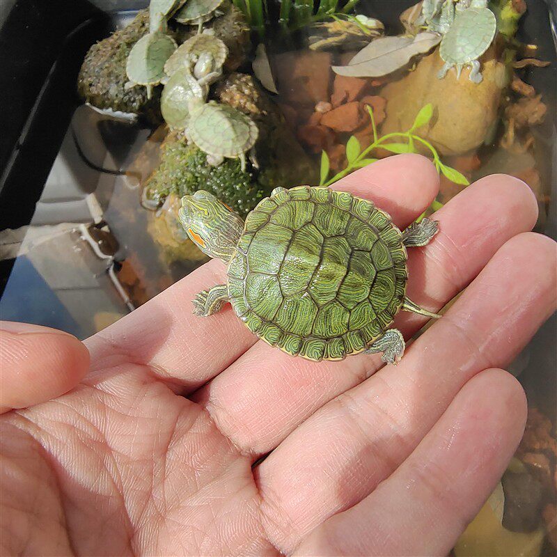 巴西小乌龟家养迷你易存活龟苗好养情侣认主