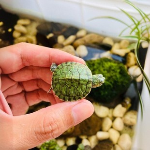 巴西龟认主迷你小乌龟活物易存活适合家养的乌龟苗活体