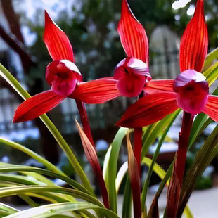 名贵兰花苗春兰铭品醉红素带花苞好养阳台室内浓香花卉品种大全