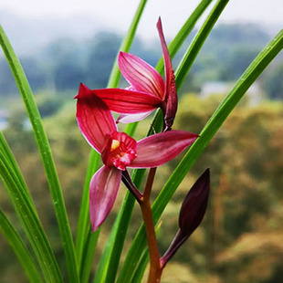 名贵兰花苗春剑东方红带花苞阳台美观花卉绿植盆栽室内品种大全