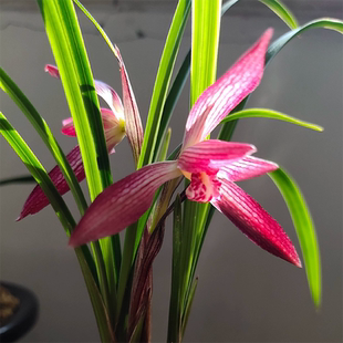 兰花苗盆栽植物室内春兰红塔宝石带花苞浓香名贵好养花卉品种大全