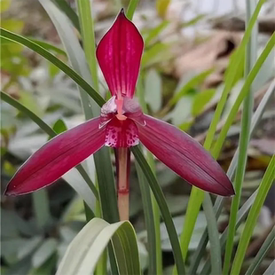 名贵兰花苗春兰铭品汗血宝马带花苞好养室内阳台浓香花卉品种大全
