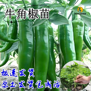 特大牛角椒苗辣椒苗秧苗高产青椒种子苗四季阳台盆栽春季蔬菜苗籽