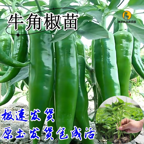 果大牛角椒苗辣椒苗特大春天夏天