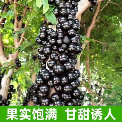 zew嘉宝树苗树萄苗正宗四季带南北方种植土带叶带果大树果艾斯葡