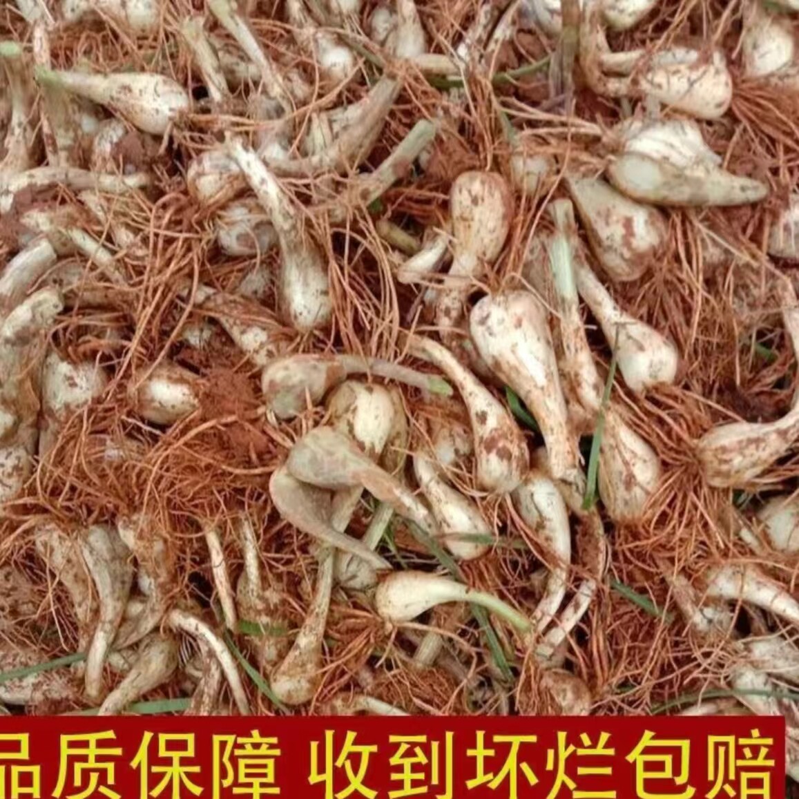 现挖 带根须 茭头种子新鲜 带根须 藠头薤白 适合做种子