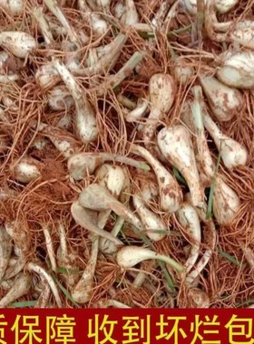 现挖叶子茭头新鲜薤白适合腊肉