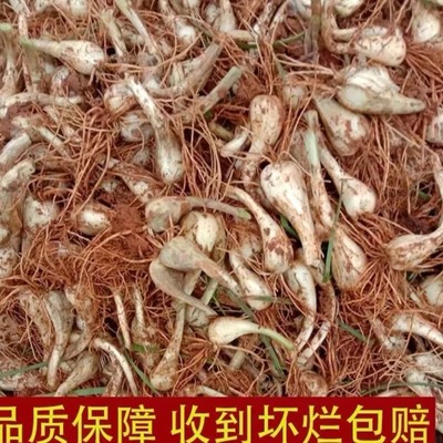 现挖叶子茭头新鲜薤白适合腊肉