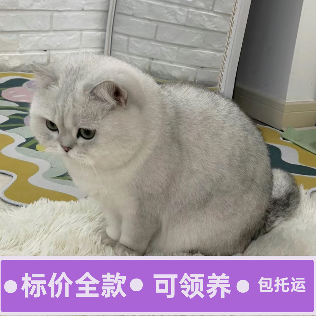 英短领养渐层蓝猫布偶猫